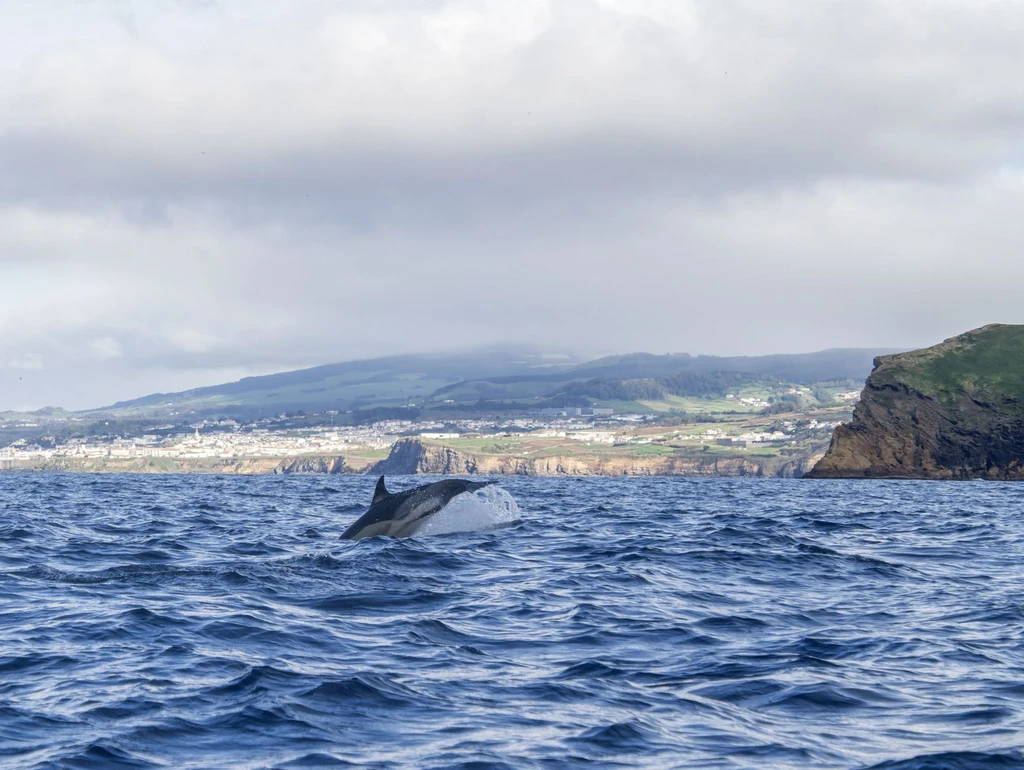 Head out to a whale a lookout on the cliff has already found