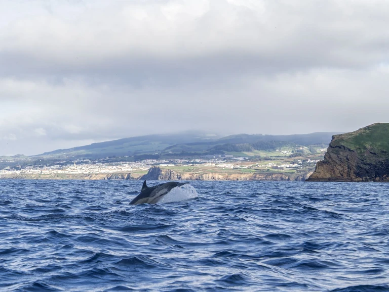 Head out to a whale a lookout on the cliff has already found
