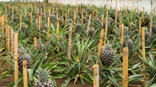 Lush pineapple plants thriving inside a Ponta Delgada greenhouse in the Azores, Portugal.