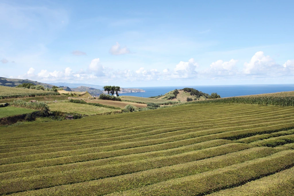 Taste tea from the oldest plantation still working in Europe