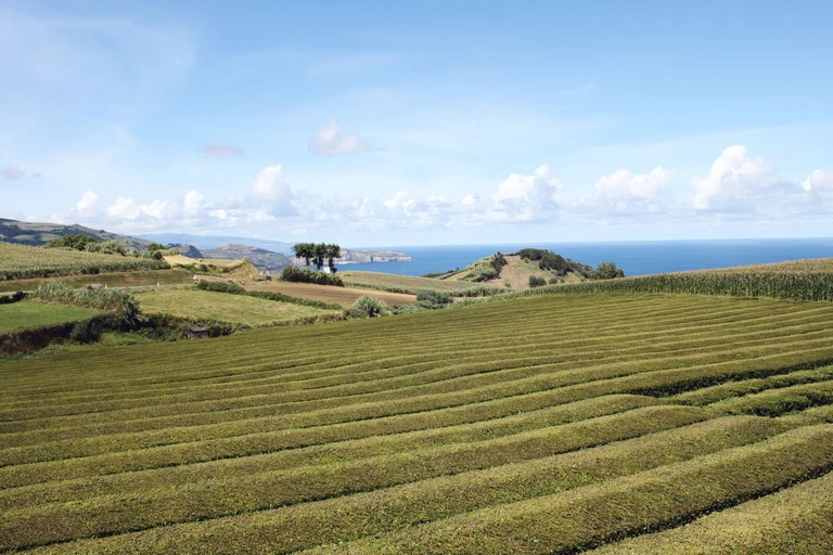 Taste tea from the oldest plantation still working in Europe