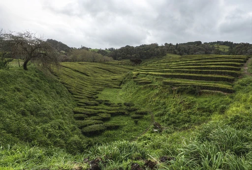 Lush green terraced tea plantations on a cloudy day, showcasing nature's beauty and agriculture.