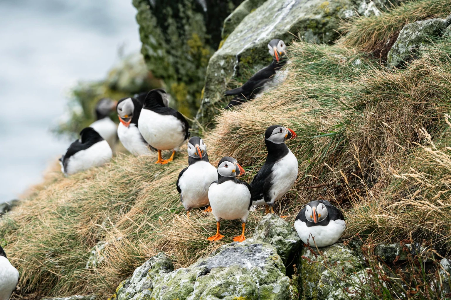 Atlantic puffins resting on a grassy rocky cliff in the Treshnish Isles, Scotland.