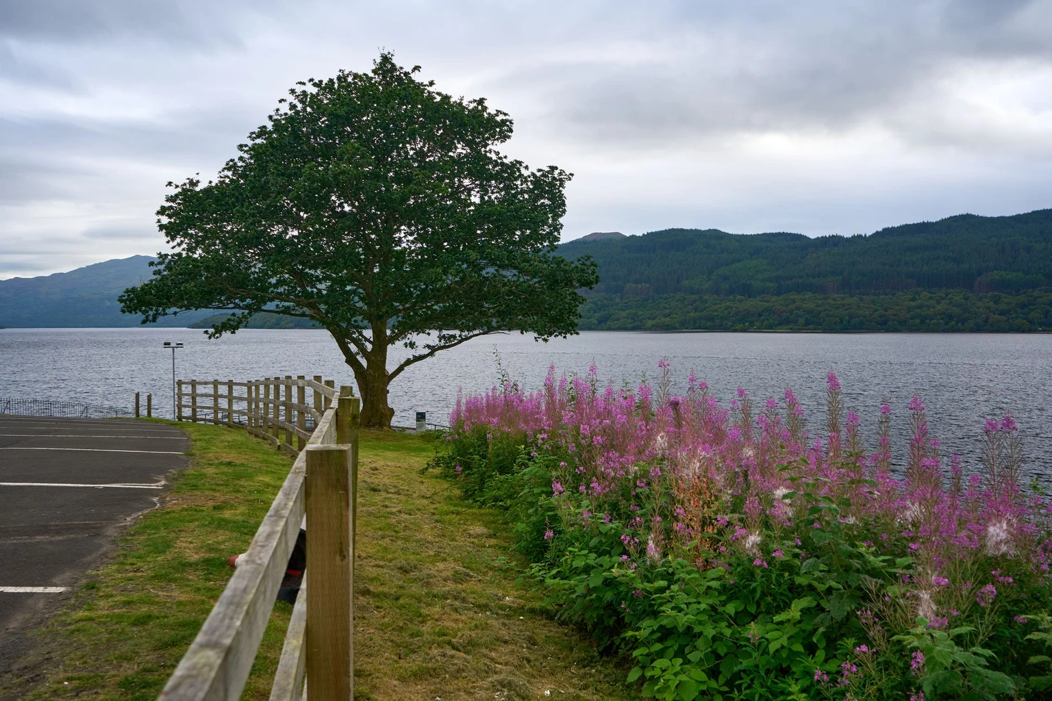 Tranquil summer scene featuring a lone tree by Loch Lomond with vibrant flowers.