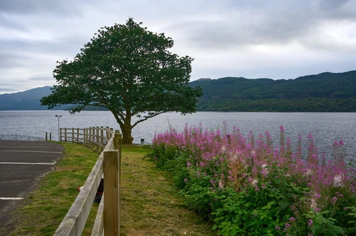 Tranquil summer scene featuring a lone tree by Loch Lomond with vibrant flowers.