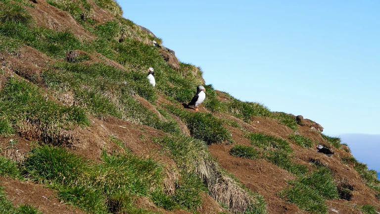 Sit above the largest puffin colony on Earth
