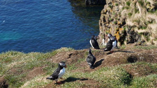 Atlantic puffins standing on a grassy Icelandic cliff top above the sea. The source does not say which island, so Heimaey is not confirmed.