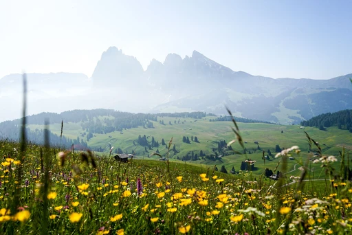 Yellow wildflowers in an alpine meadow with Dolomite peaks in the haze beyond.