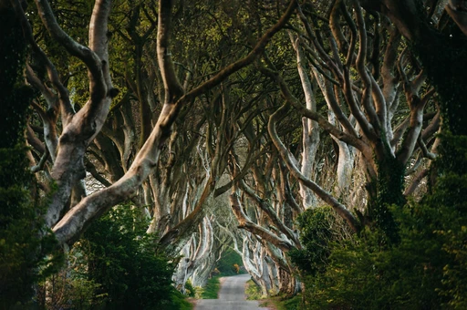The Dark Hedges, an avenue of old beech trees arching over a narrow road in County Antrim.