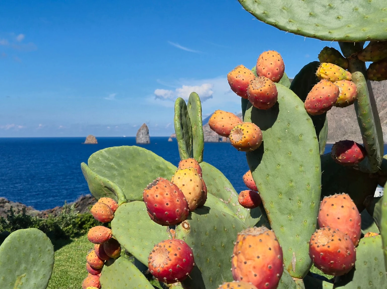 Prickly pear fruit in the foreground, with the blue Aeolian sea and sea stacks behind.
