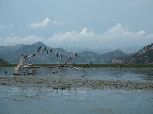 Cormorants perched on a dead branch in shallow lake water, with distant mountains. Surfaced for a Lake Skadar search; exact spot unconfirmed.