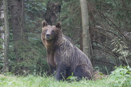 A European brown bear sitting at the edge of a Romanian forest, photographed in the wild. Pexels labels the place Curtea de Argeș, not Piatra Craiului.