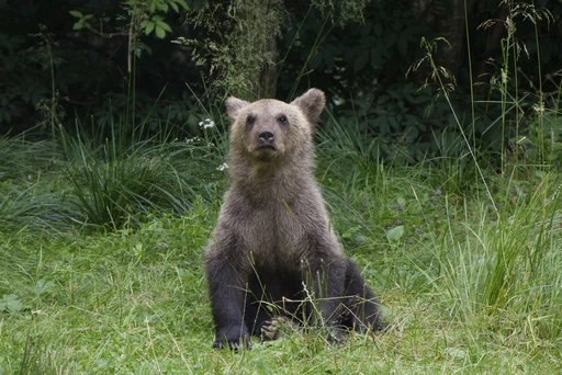 A young brown bear sitting upright in long grass at a Romanian forest edge. Pexels labels the place Curtea de Argeș, not Piatra Craiului.