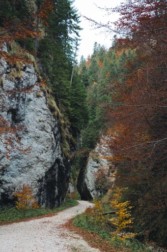 A path through Piatra Craiului National Park in autumn color.