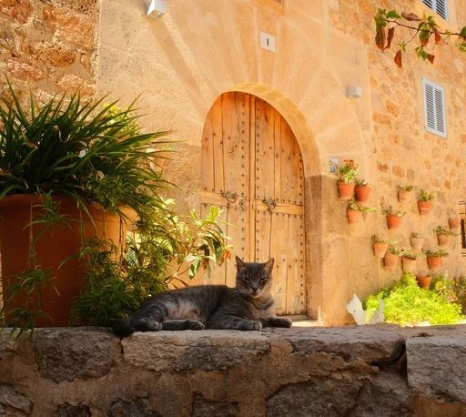 A cat resting by the door of a stone house in Valldemossa.