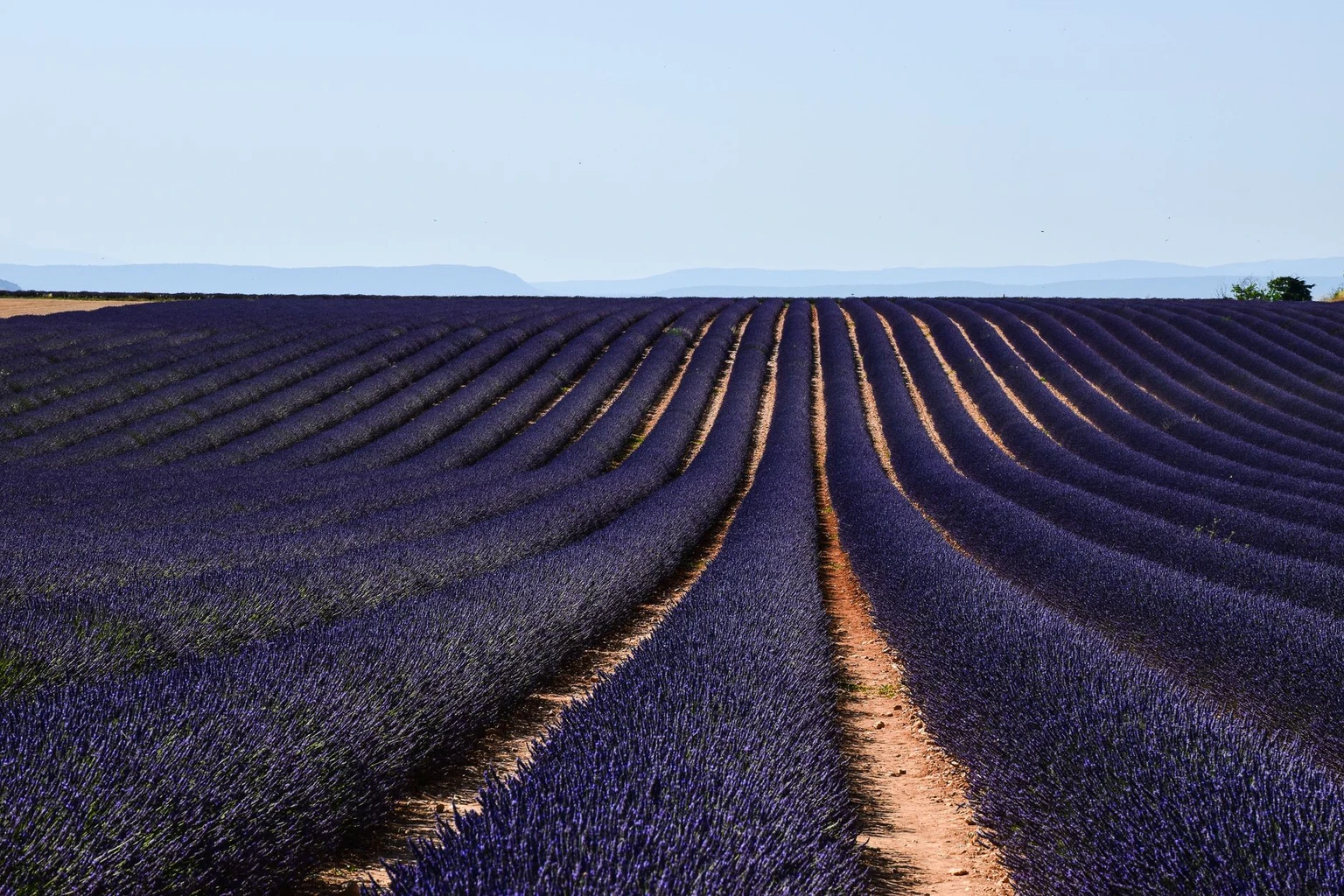 Provence, In Bloom