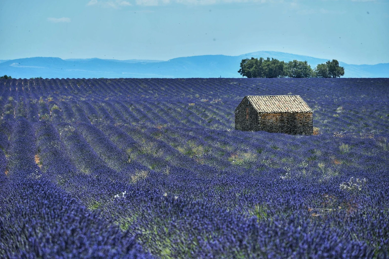 A small stone hut standing in a field of blooming lavender near Valensole, Provence.