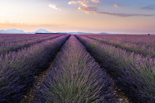 Lavender rows at sunrise on the Valensole plateau, with pink sky and distant hills.