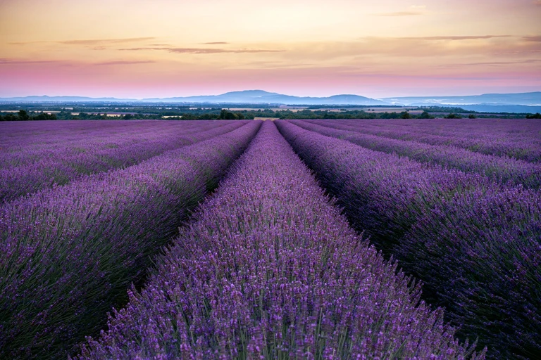 Walk the lavender rows at sundown before the harvest