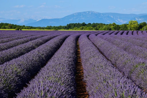 Lavender fields with mountains behind them in the Provence Alps.