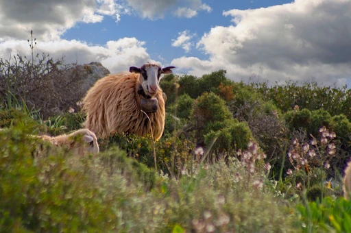 Sheep on a green hillside in western Greece, a stand-in for the shepherds' country around Anogeia; not shot in Anogeia.