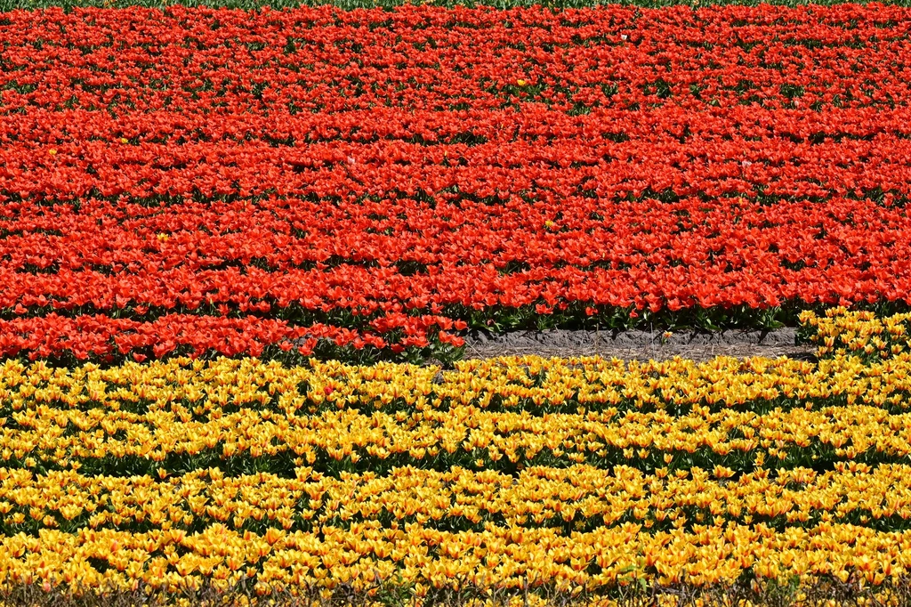 Cycle between fields of flowers about to lose their heads