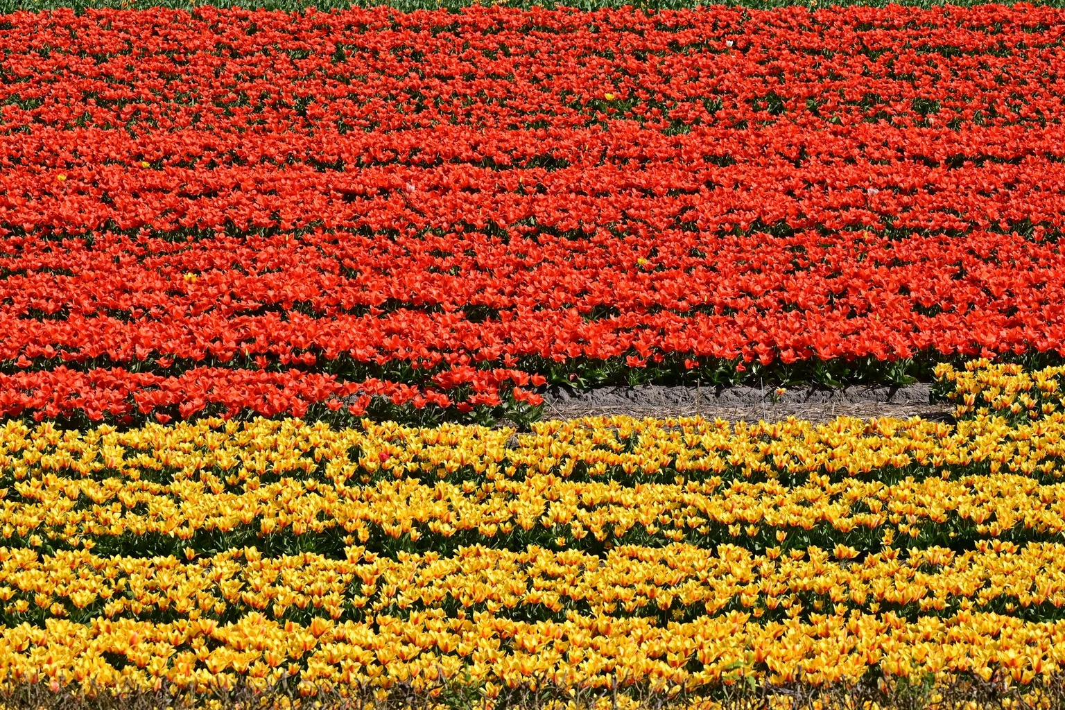 The Bulb Fields by Bike