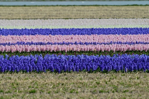 Rows of blue, pink and white hyacinths in a bulb field at Lisse.