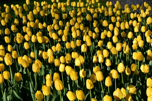 A field of yellow tulips in bloom at Lisse, in the Dutch bulb region.