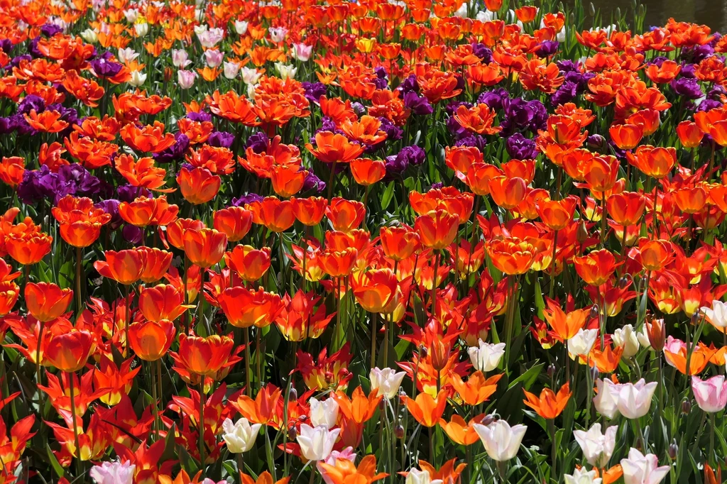 Get lost among seven million flowers at Keukenhof